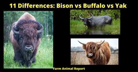 bison vs buffalo vs yak|Yak Vs Bison Vs Buffalo – Vet Explains Pets.